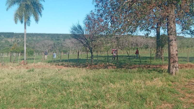 Aplicación con mochila pulverizadora en un lote señalizado de una finca de San Estanislao